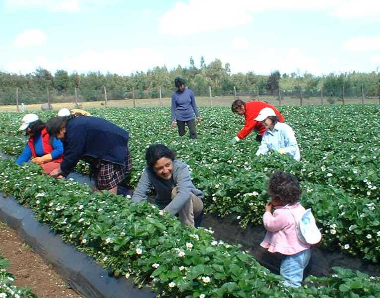 trabajadores agrícolas de temporada